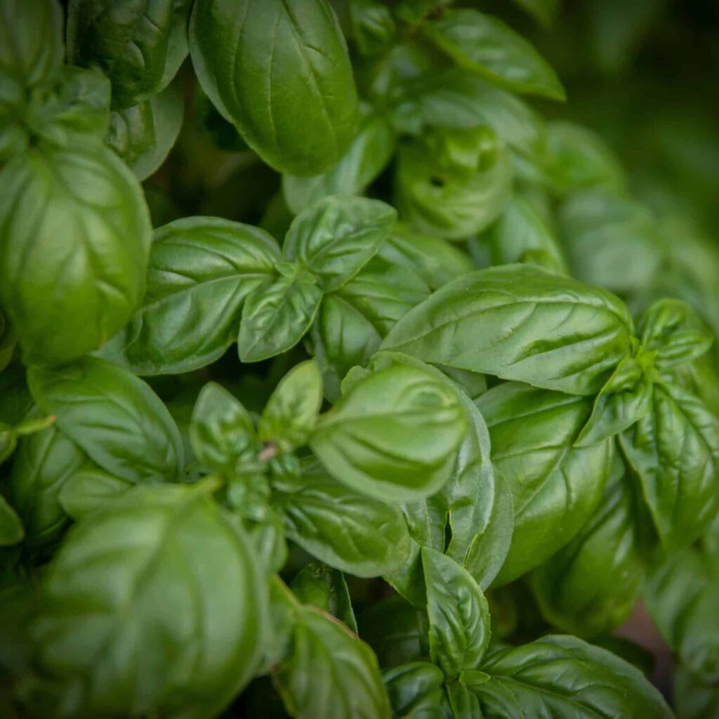 holy basil